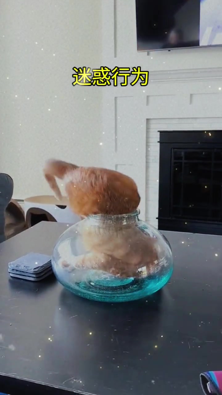 小猫咪的迷惑行为