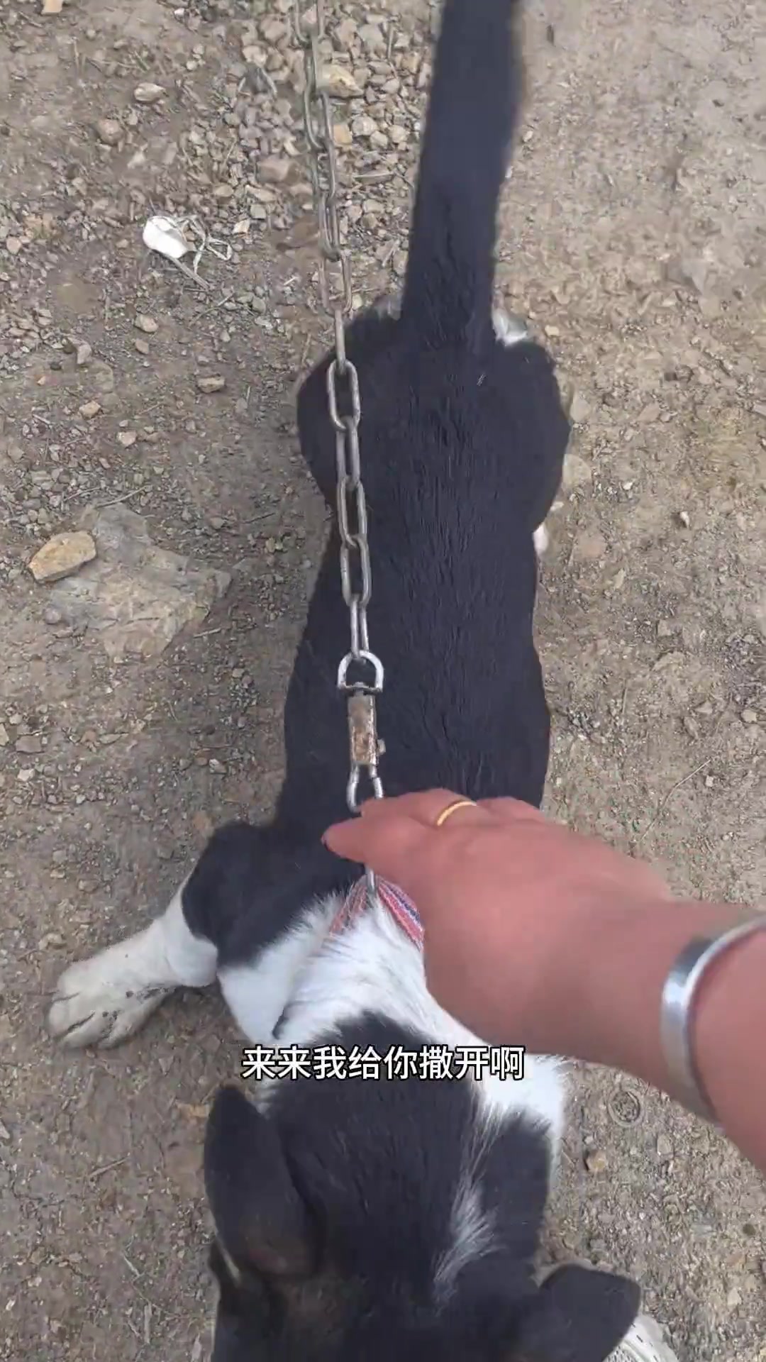 看看我家长工养的狗变脸多快 狗仗人势