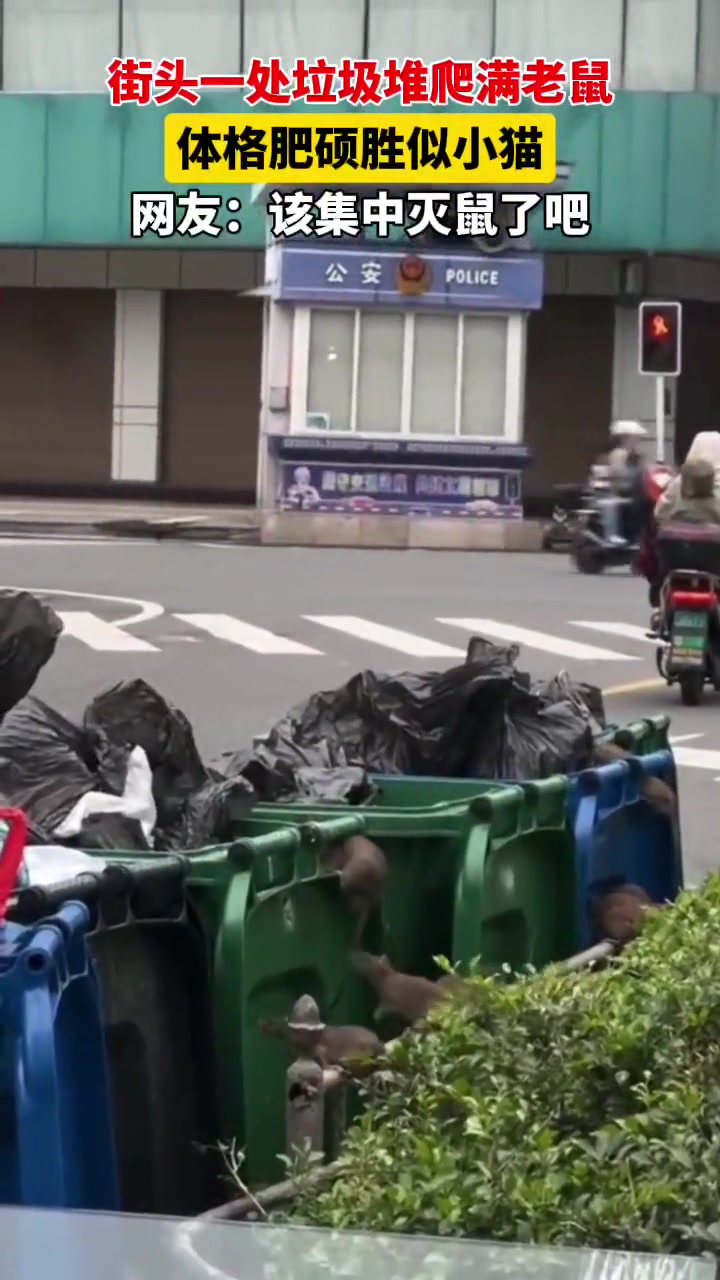 街头垃圾堆爬满体格肥硕的老鼠，看来伙食不错啊