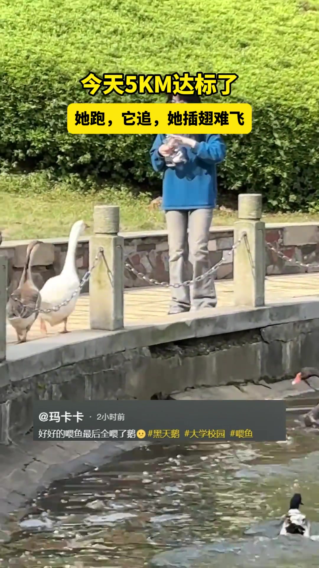 她跑，它追，她插翅难飞！你们搁这刷微信步数呢！