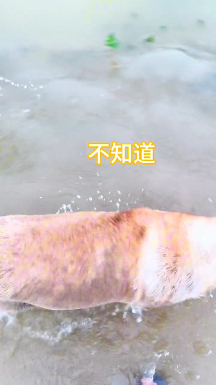 小狗跟着出去它妈都不管的 傻狗的日常