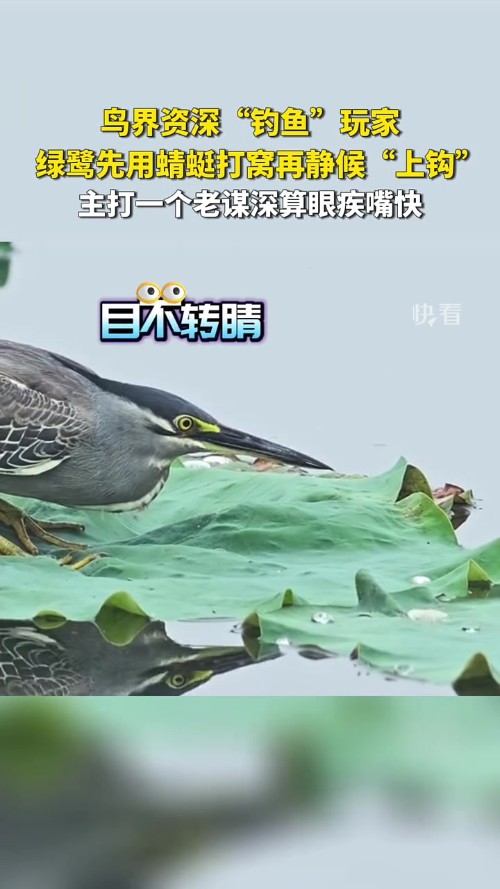 坏了！鸟也知道打窝！还比我会钓鱼