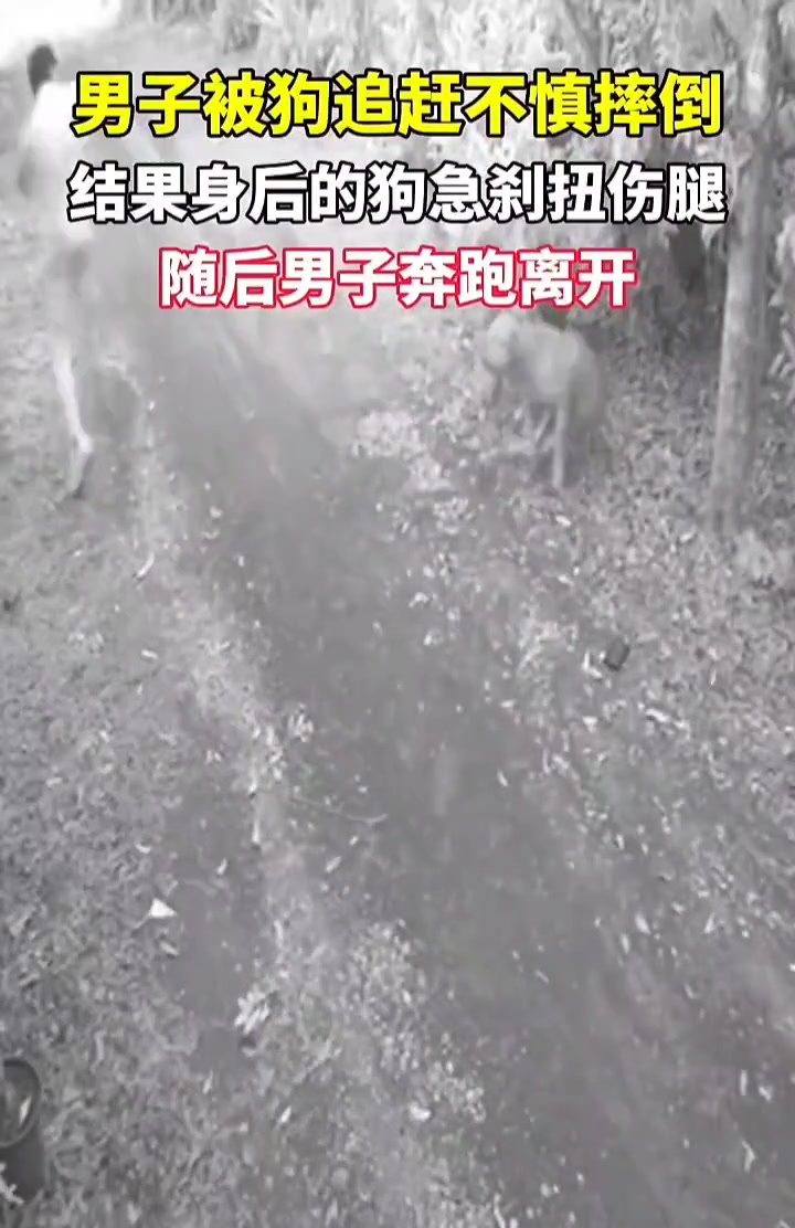 男子被狗追不慎摔倒，身后的狗赶忙急刹结果扭伤了腿
