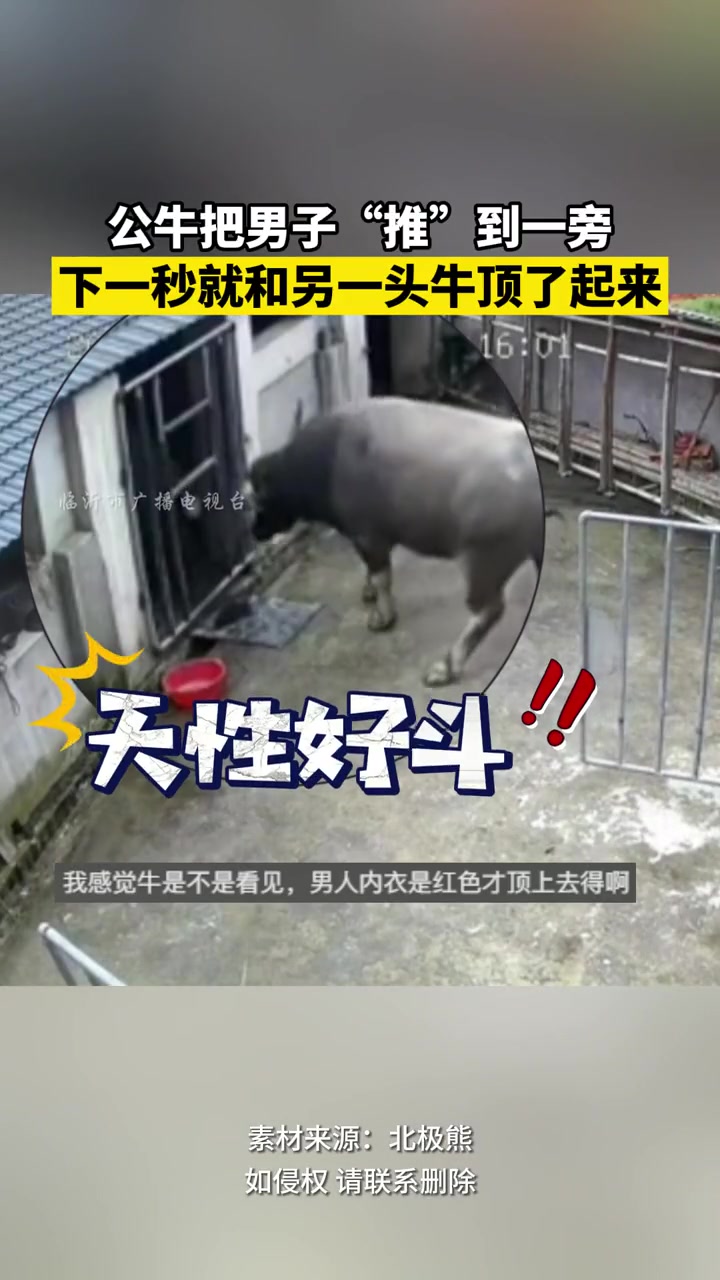公牛把男子“推”到一旁 下一秒就和另一头牛顶了起来