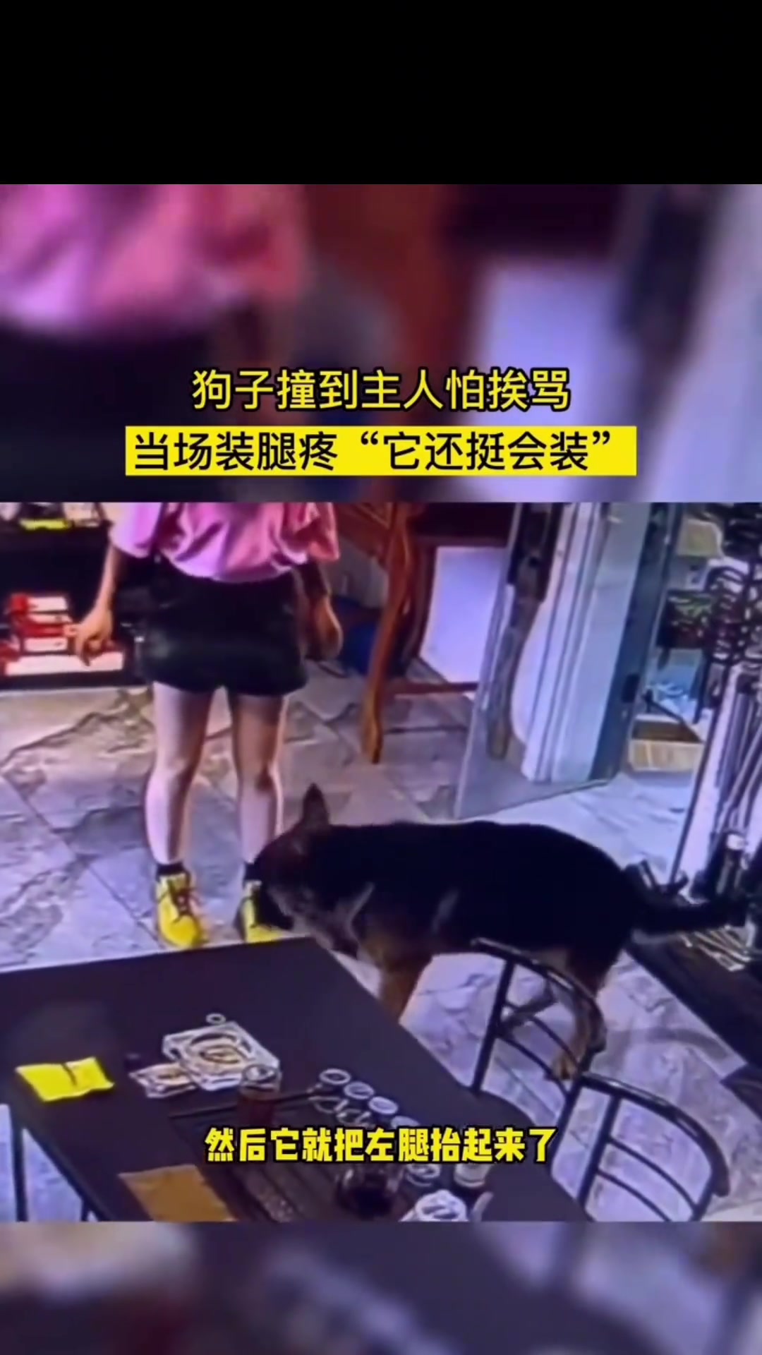金毛撞到主人怕挨骂当场装成腿疼 它还挺会装