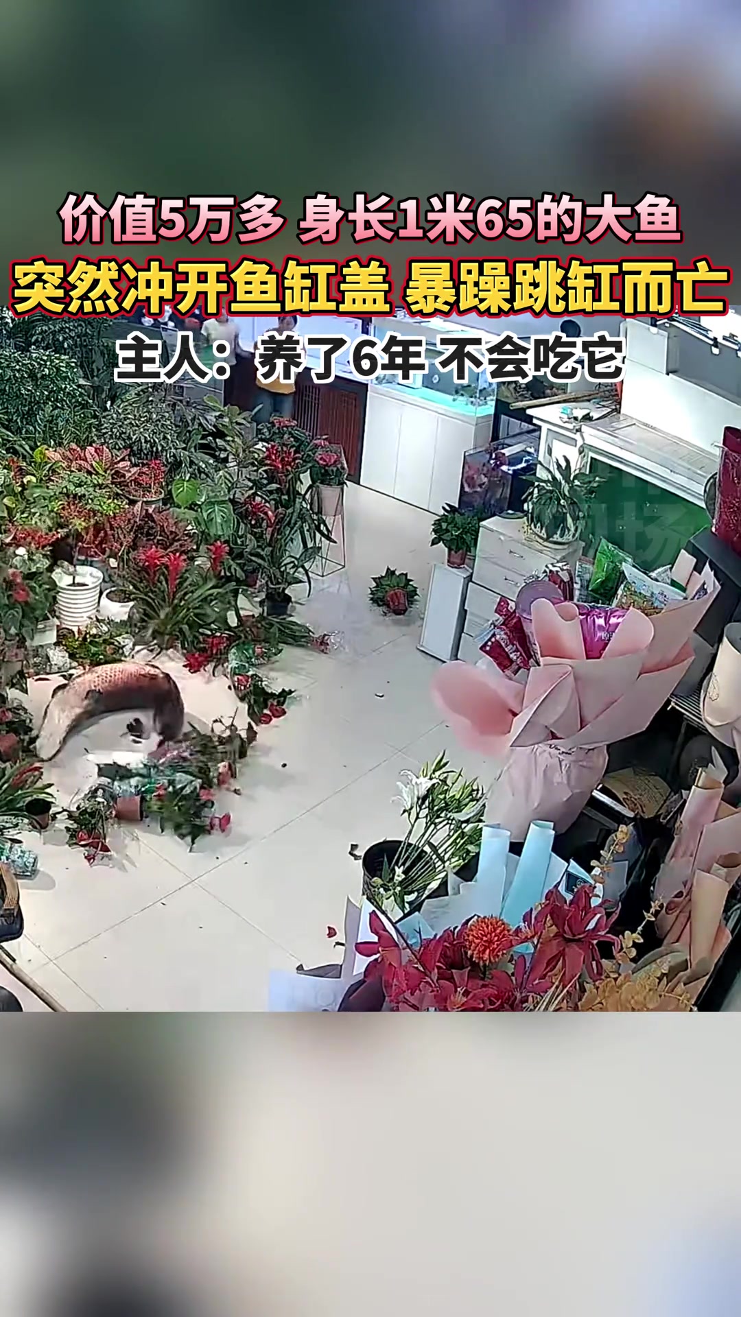 价值5万多的大鱼突然冲开鱼缸盖，暴躁跳缸而亡