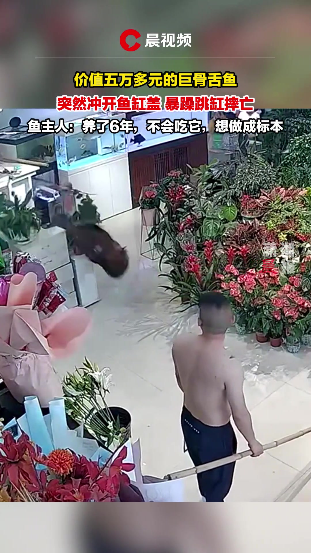 鱼也自杀？五万元的巨骨舌鱼突然冲出鱼缸暴躁跳缸摔亡