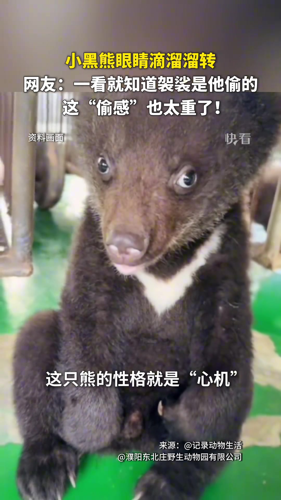一看就知道“袈裟”是他偷的