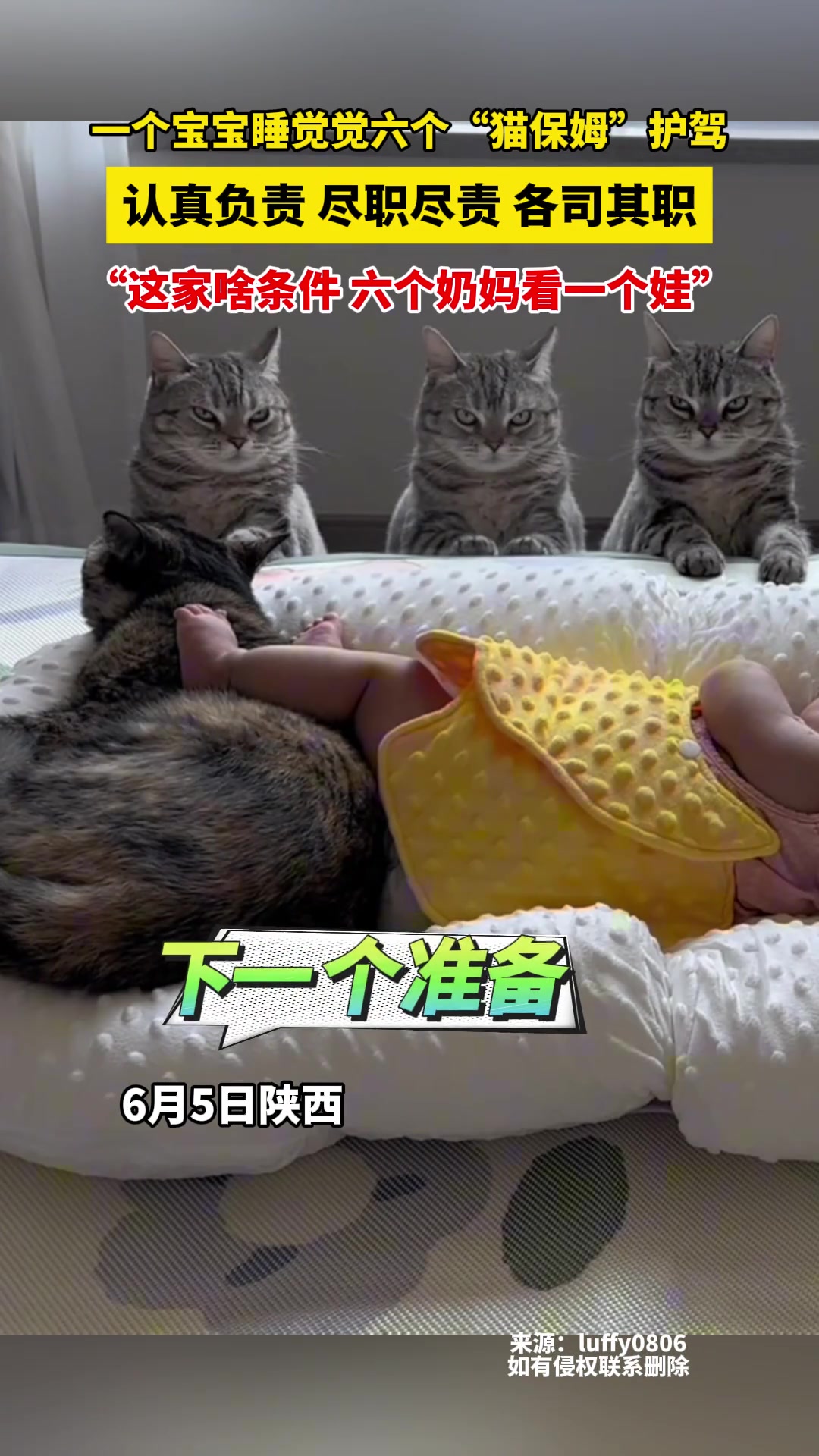 一个宝宝睡觉觉六个“猫保姆”护驾 认真负责尽职尽责