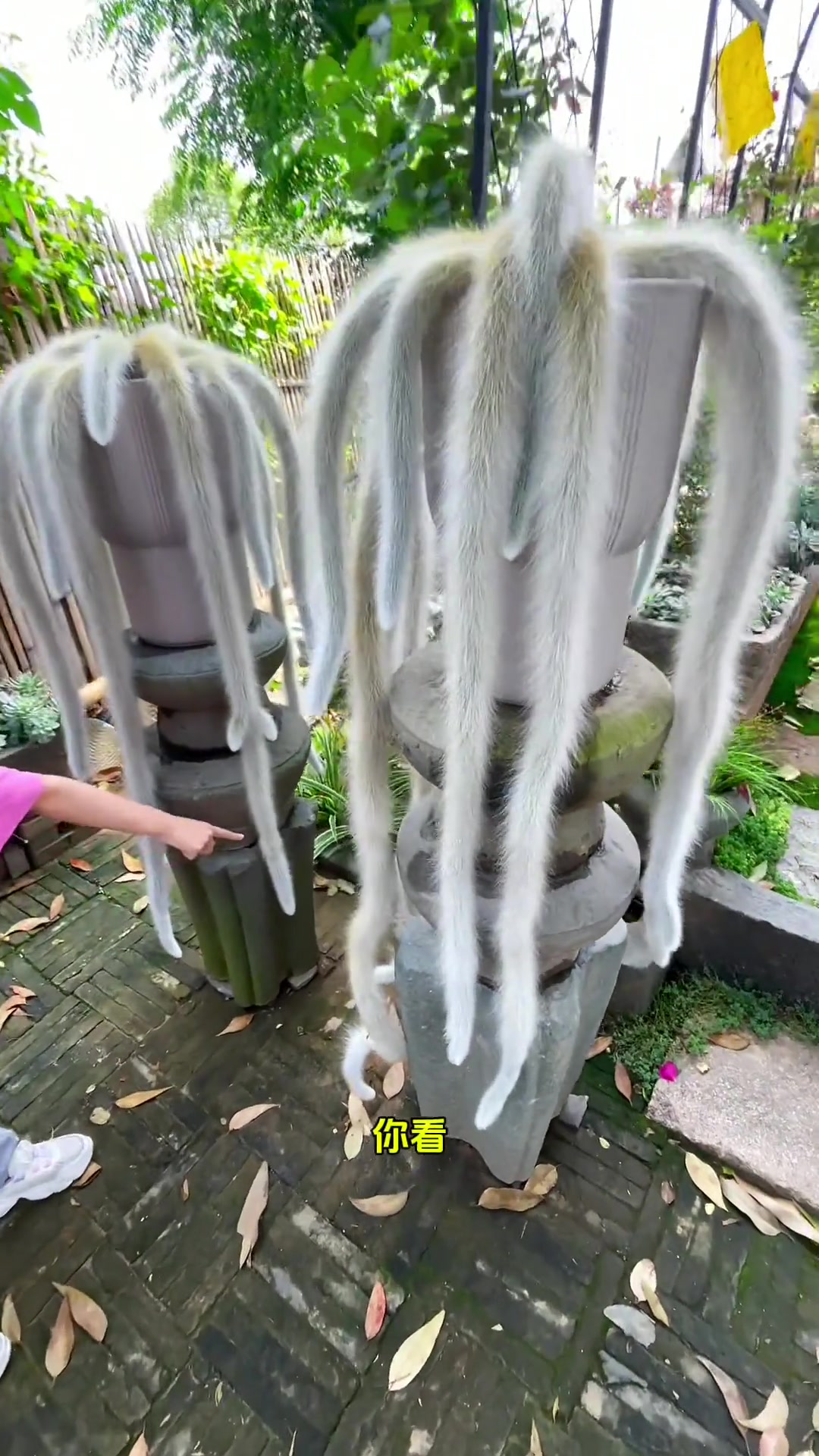 有多少人没看到过九尾狐的花！