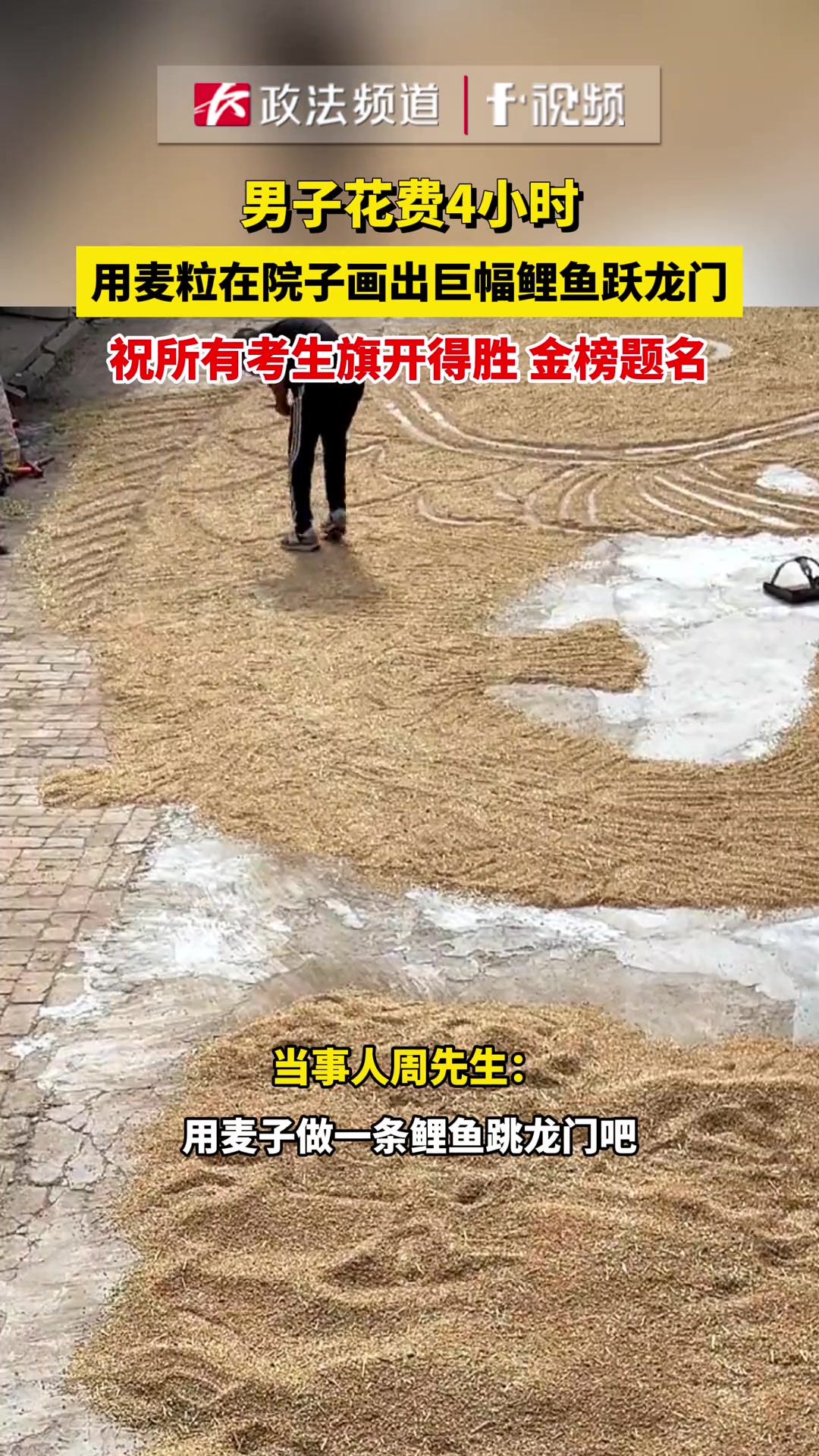 男子用麦粒在院子画出巨幅鲤鱼跃龙门，祝考生旗开得胜