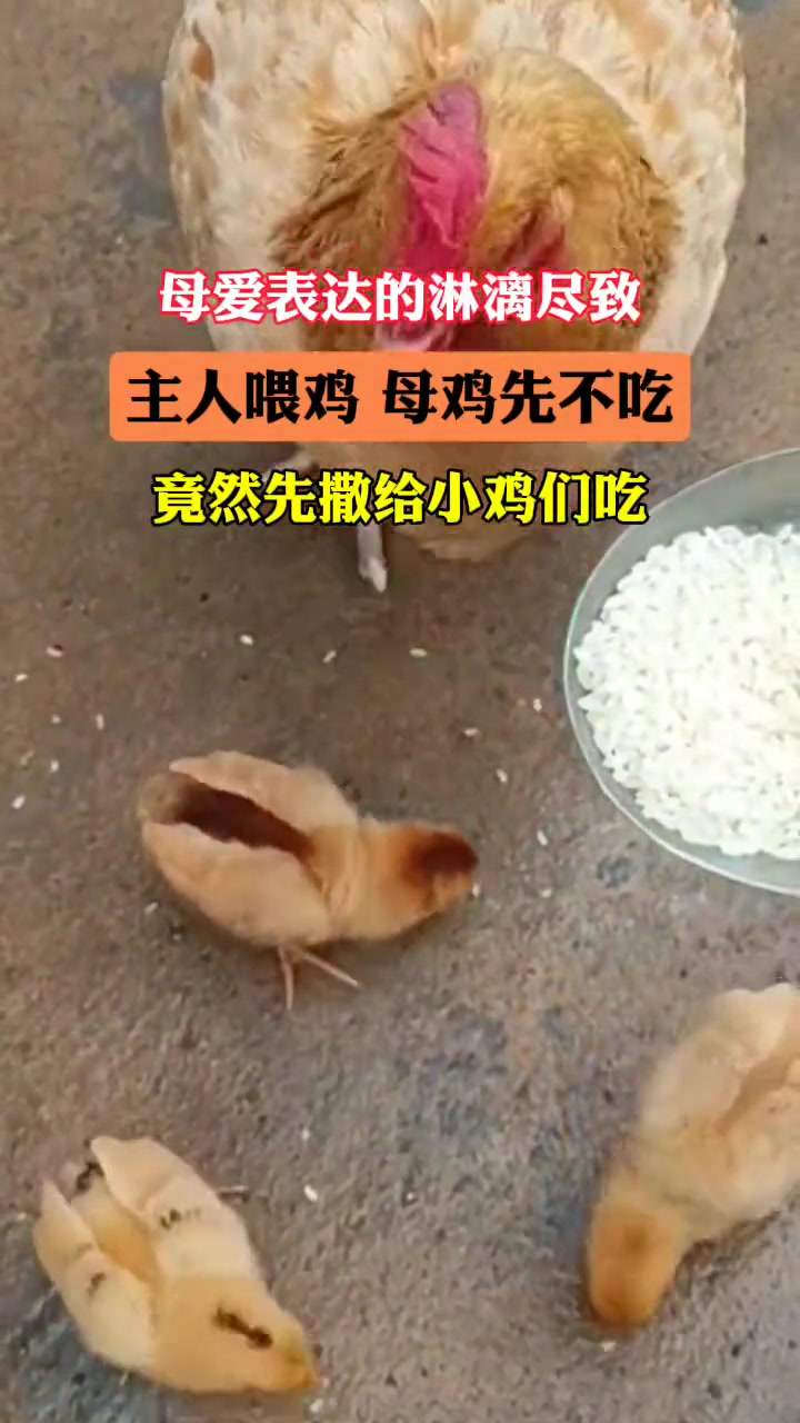 万物有灵，母爱通心！主人喂米，母鸡不吃先喂小鸡！