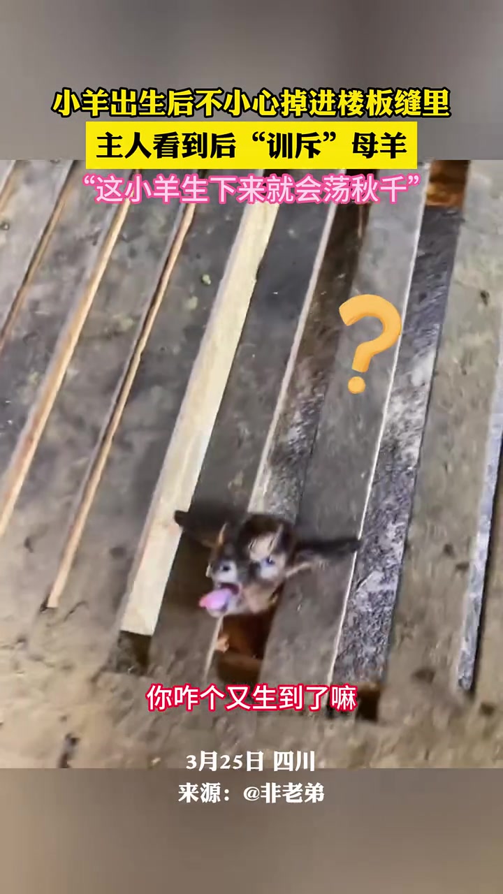 真是拿脑袋荡秋千！子不教！母之过！
