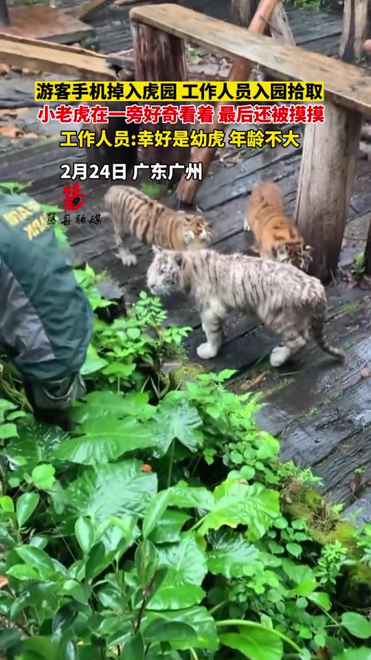 孩子再长大点可是会吃人的！要rua只能趁现在！