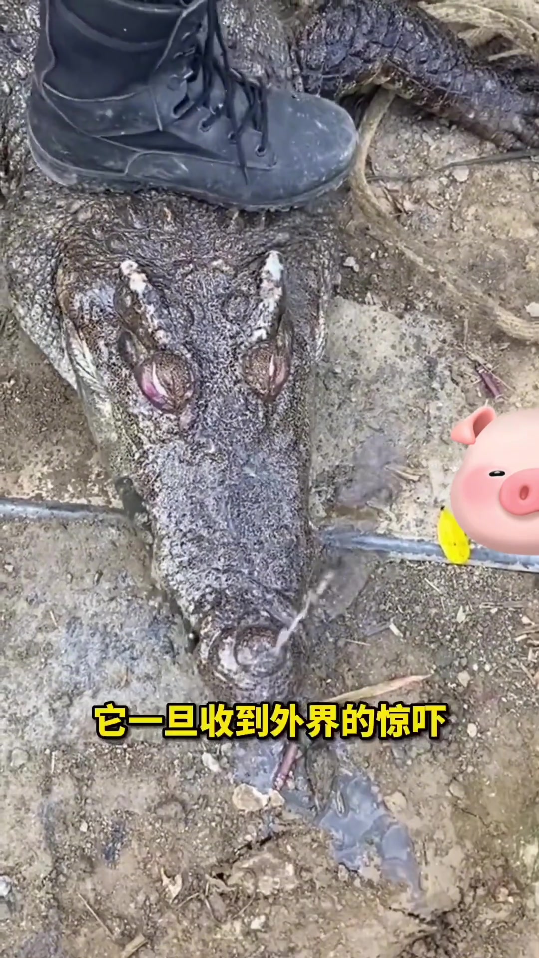 鳄鱼会被淹死吗？第一次见！鼻孔还在喷水！吧友怎么看