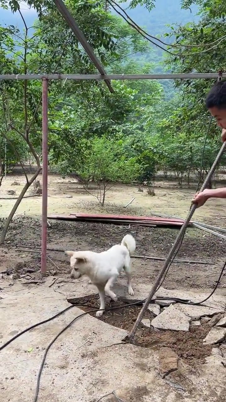 狗拿耗子，多管闲事