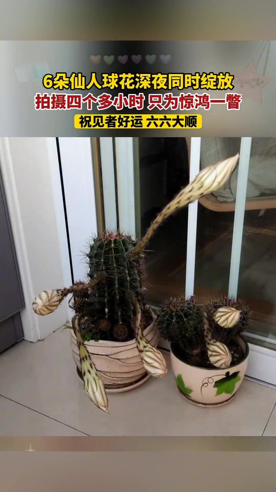 仙人球花深夜同时绽放 拍摄四个多小时 只为惊鸿一瞥