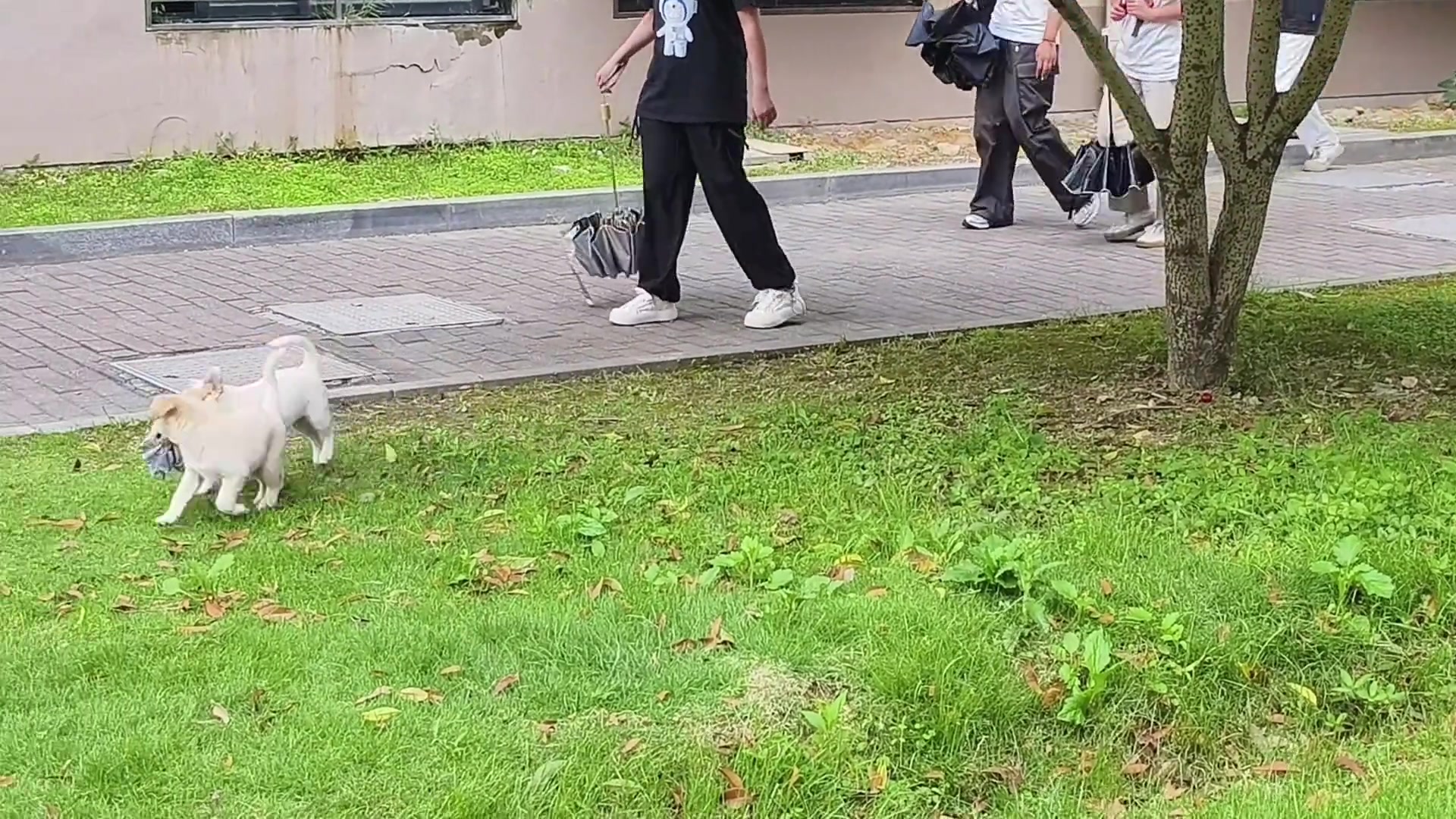 二狗戏裤衩