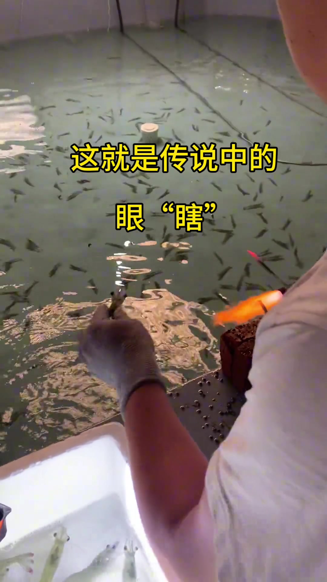 虾变瞎？双倍虾？