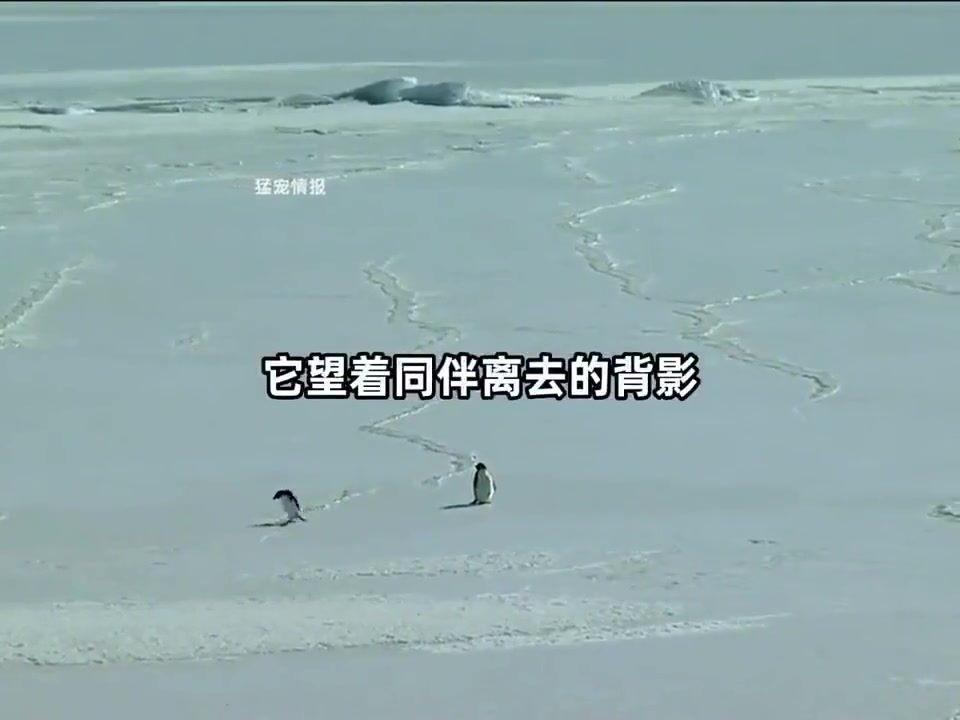 他不是去赴死了，他只是离他的爱人越来越近了...