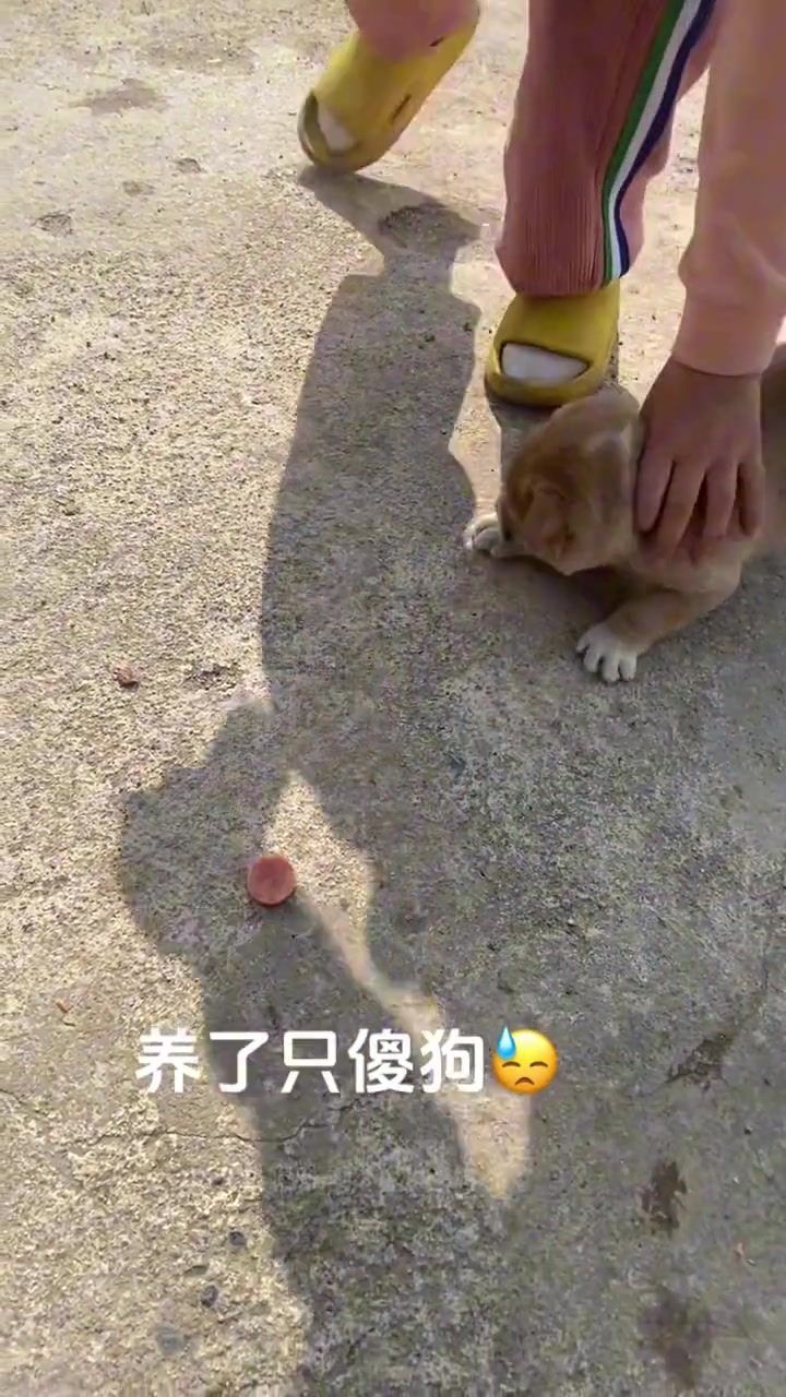脚味太大，破坏了狗狗的嗅觉系统