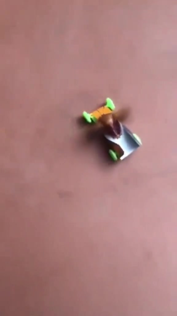 飞驰虫生