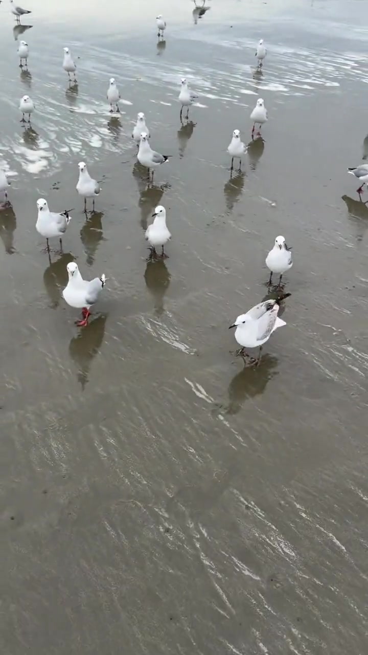 海鸥： 在海边还能遇到狗