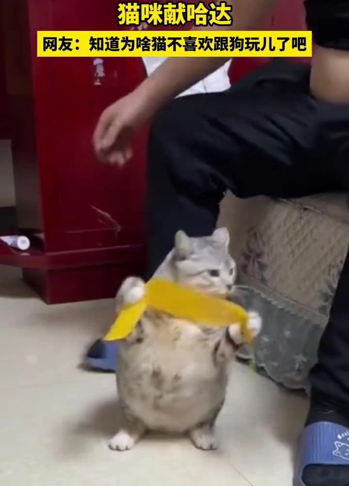 知道为啥猫不喜欢跟狗玩儿吧 ！