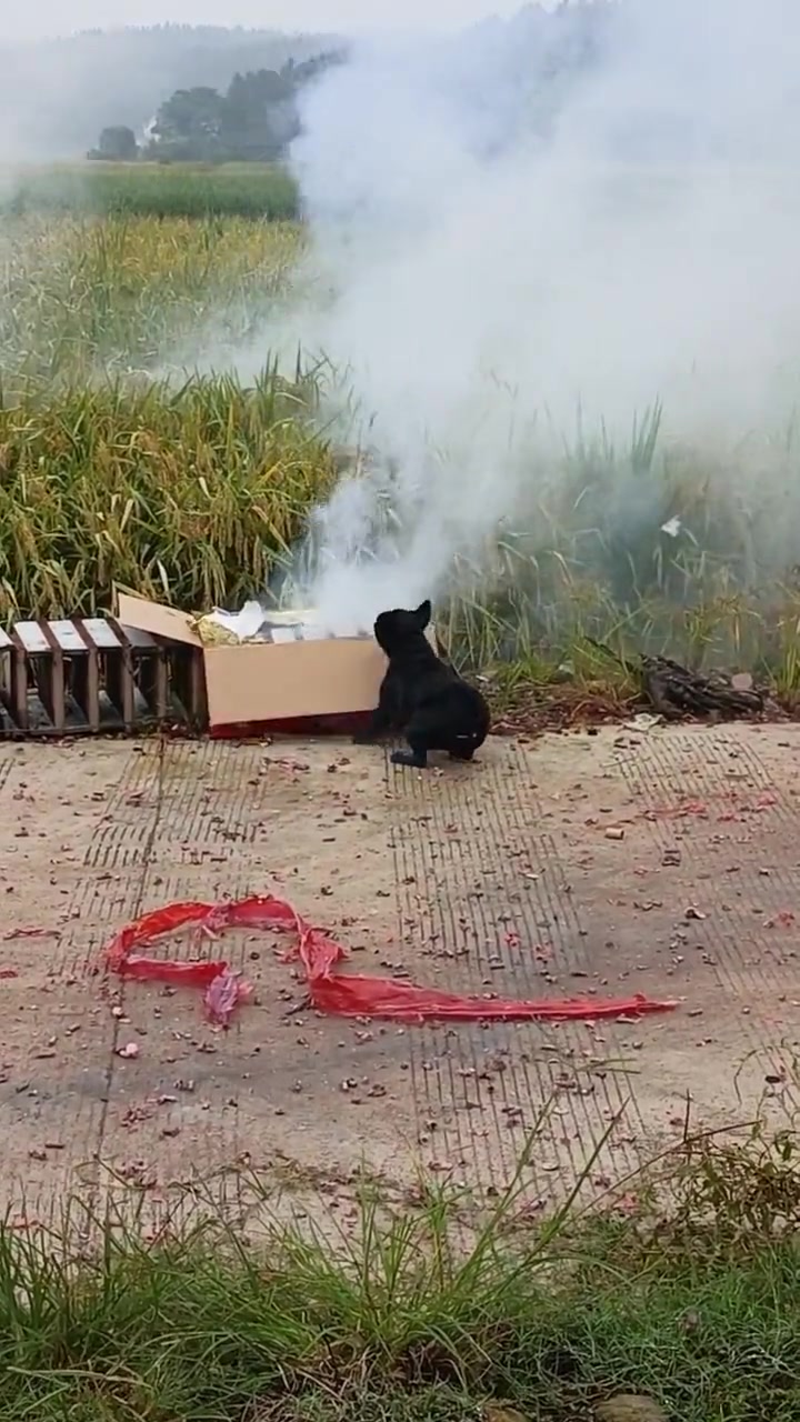 这狗怕是想上天