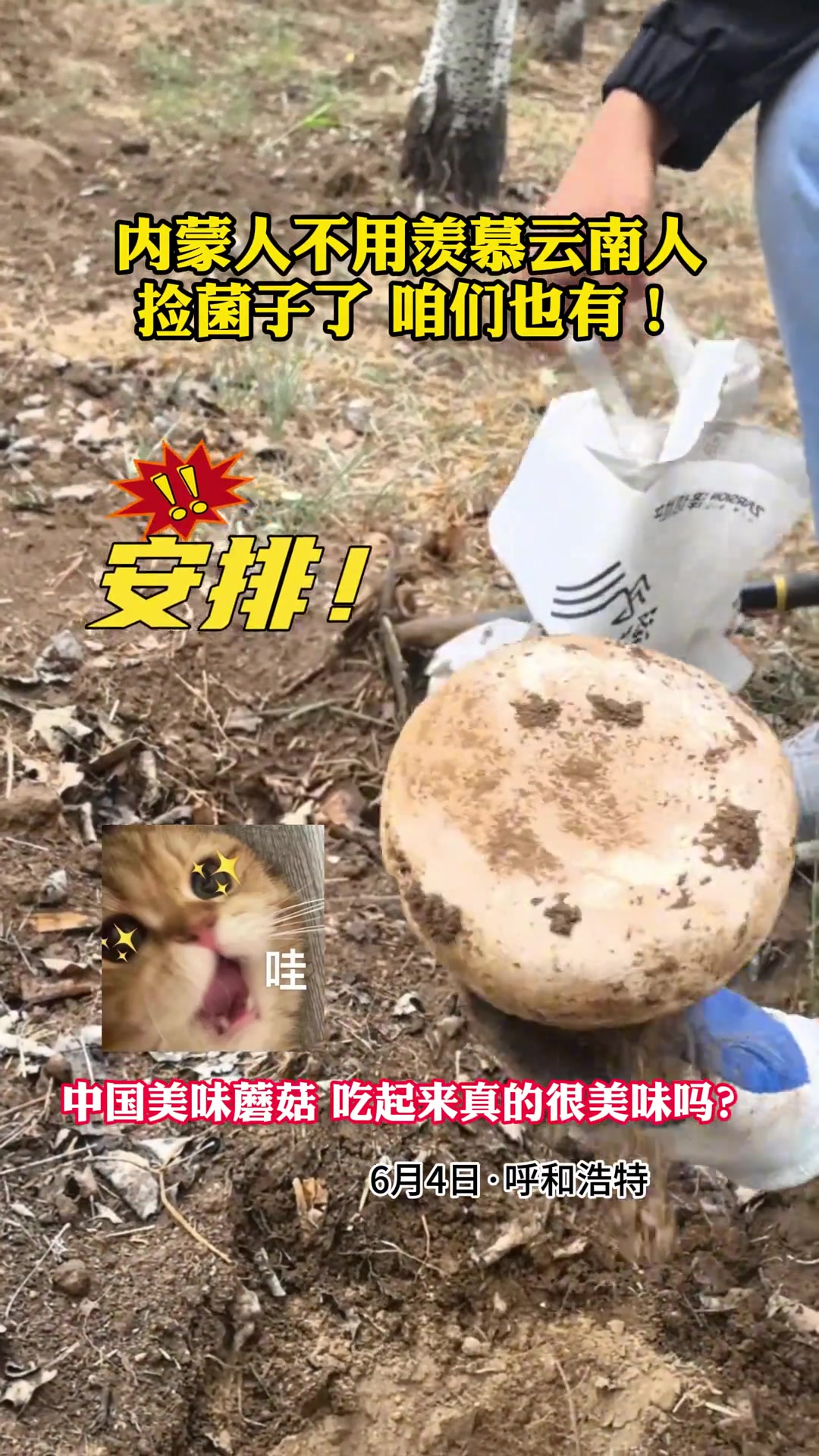 内蒙人不用羡慕云南人捡菌子了，自己也有