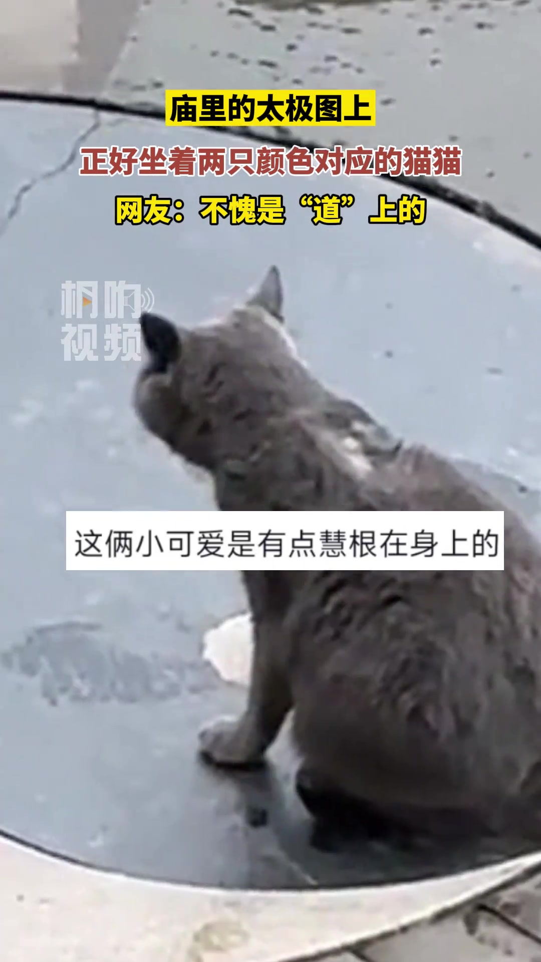 太极图上正好坐着两只颜色对应的猫猫，不愧是道上的