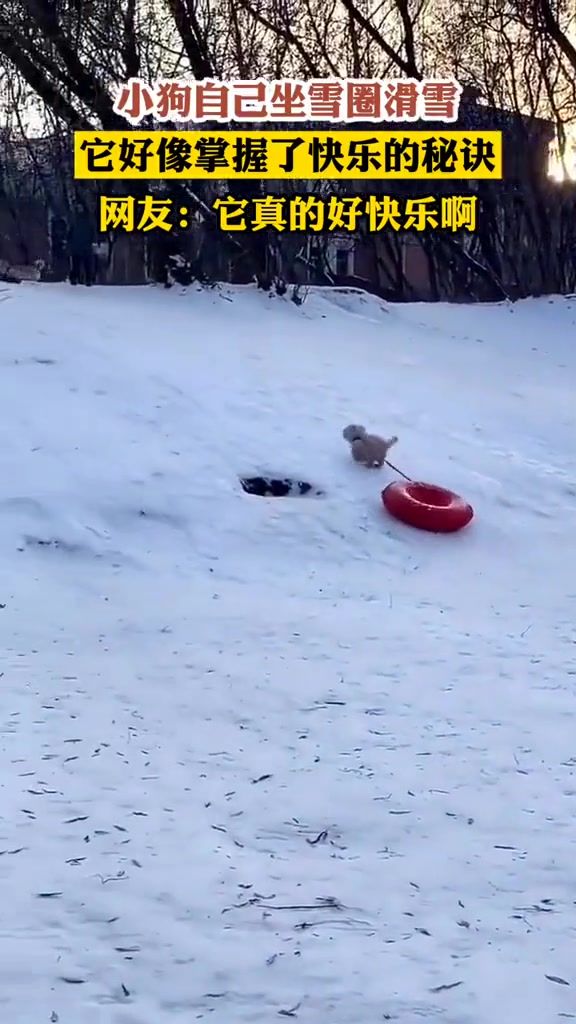小狗自己坐雪圈滑雪，它好像掌握了快乐的秘识