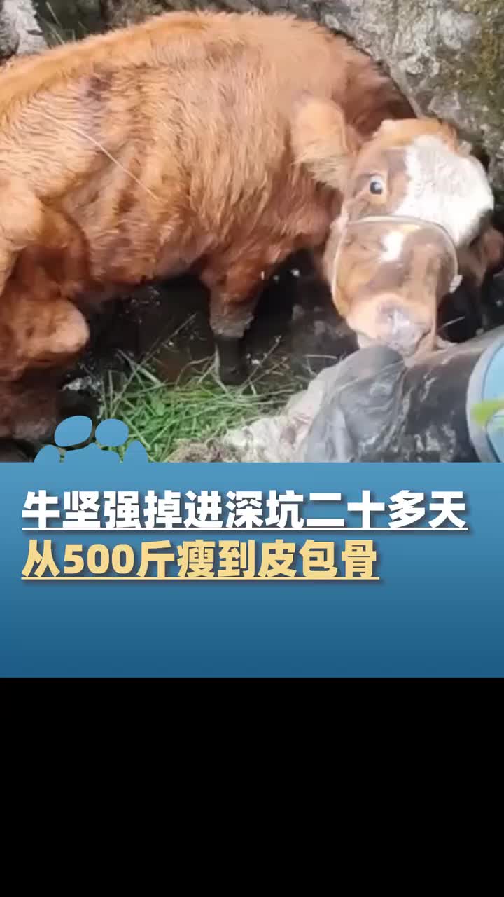 牛坚强掉进深坑二十多天没吃没喝，瘦到皮包骨！