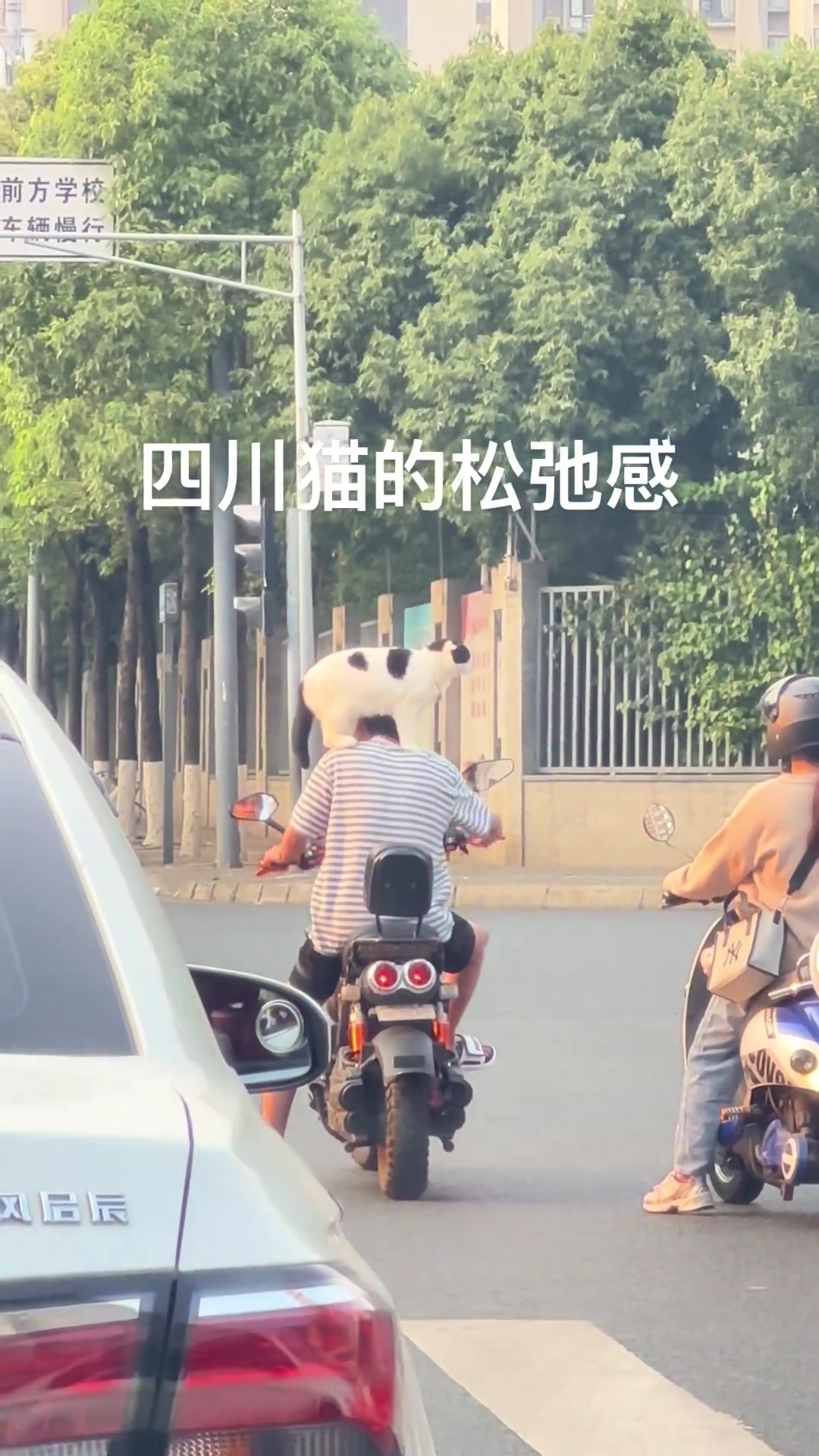 也只有奶牛猫能这样干了吧