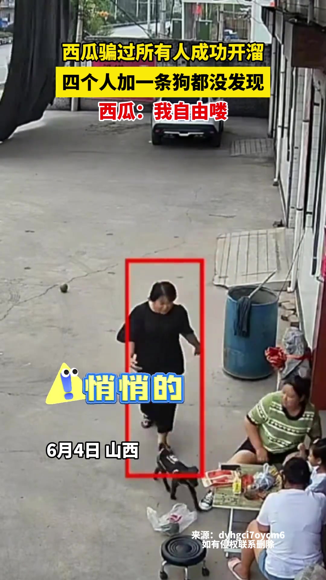 西瓜骗过所有人成功开溜 四个人加一条狗都没发现