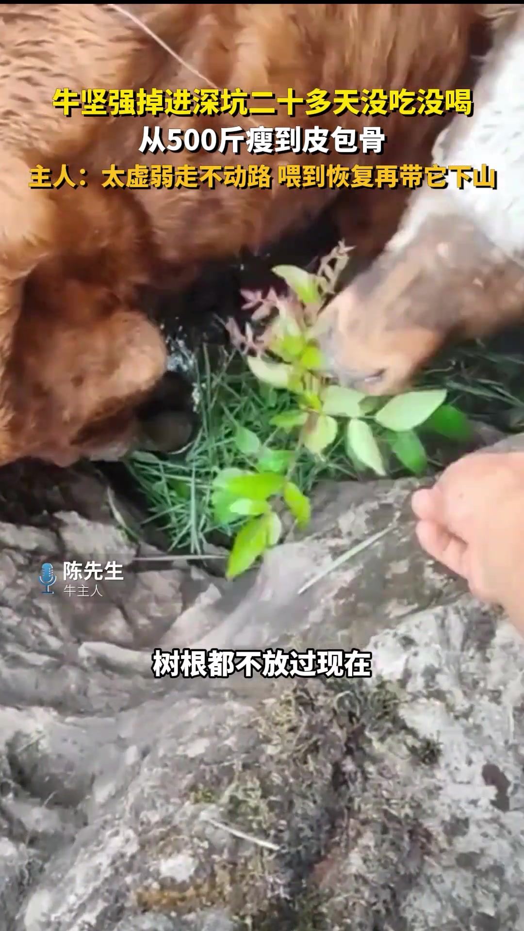 事实证明，饿，真的是最快的减肥方法
