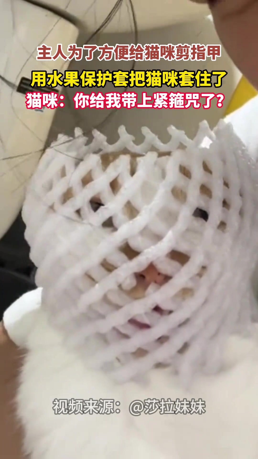 主人为了方便给猫咪剪指甲，直接上道具