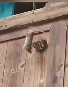 老鼠：不然阎王爷你来做？