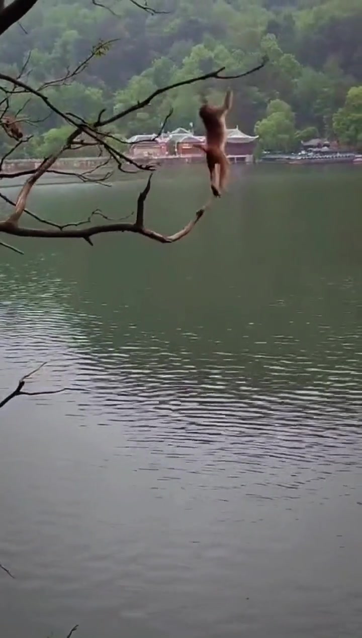 那一瞬间让我想到了菲律宾跳水队（无恶意）