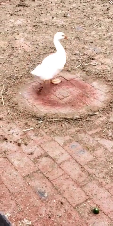 这是你孙爷爷给你画的圈吗？不能踏出外面半步