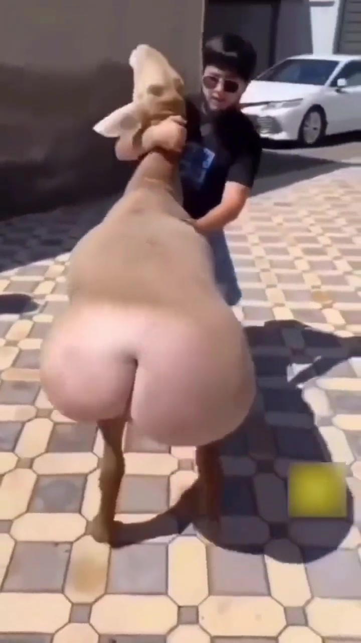 这是啥动物啊？怎么“丰乳肥臀”的