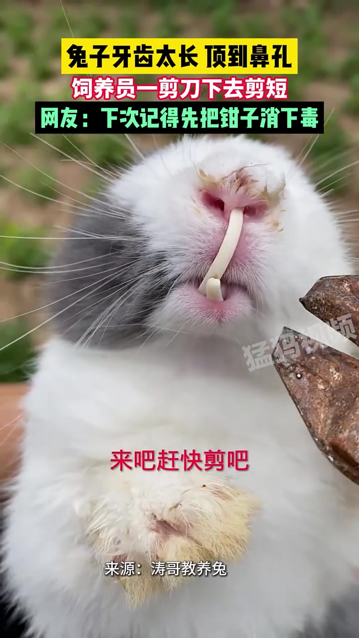 牙齿都长到鼻子里了！