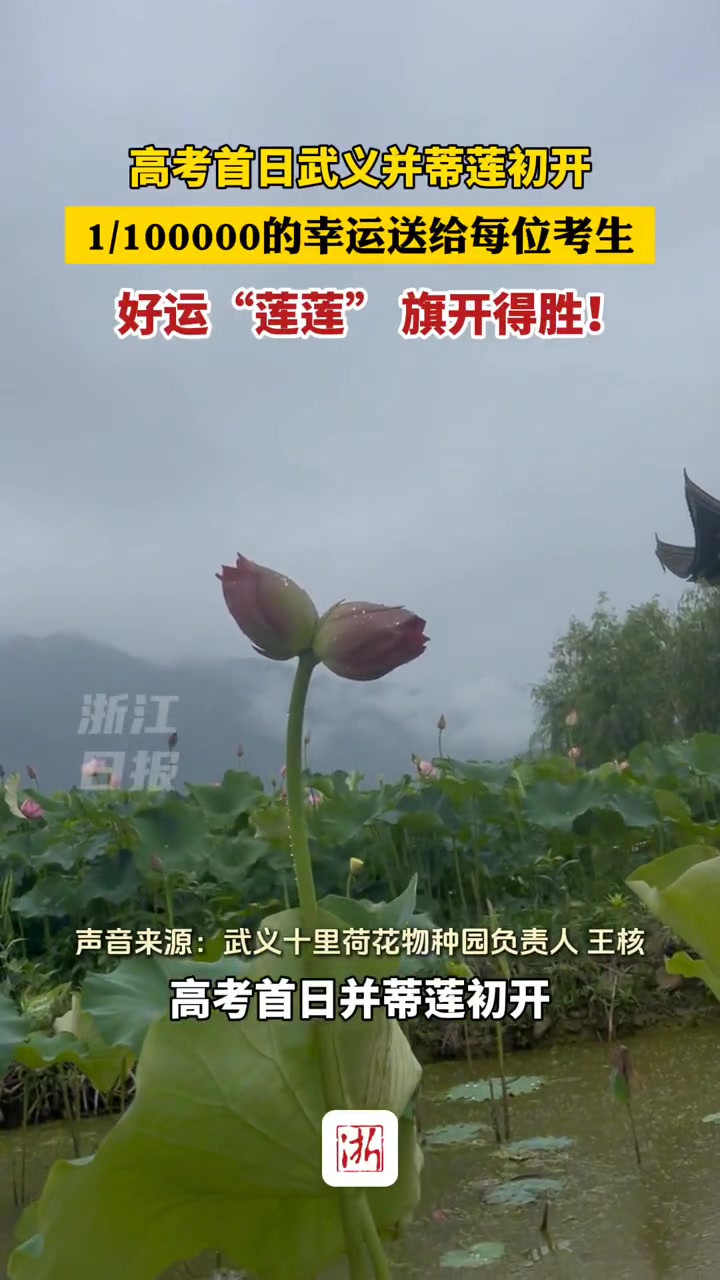 “并蒂莲”初开，好运莲莲！