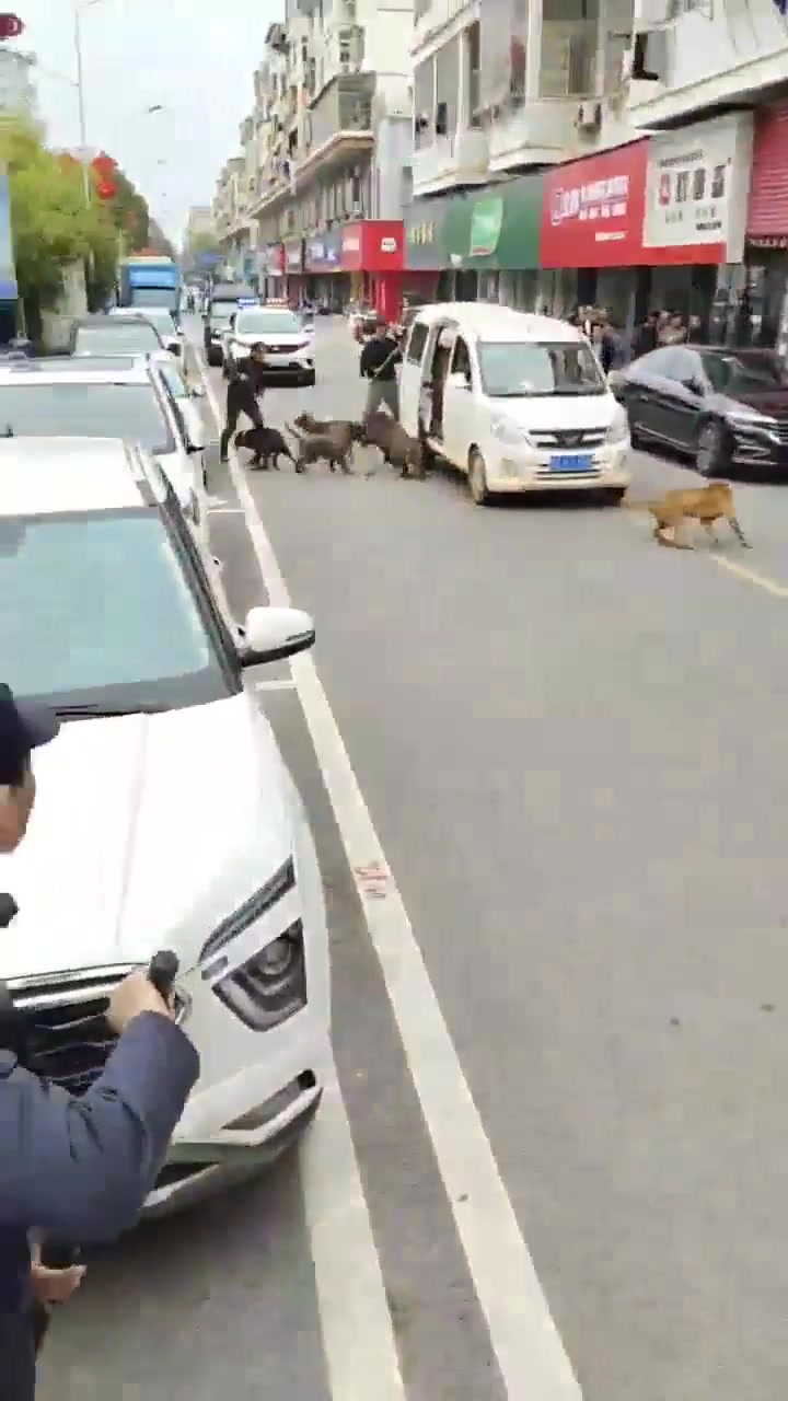 狗子今天就是要吃猪蹄呀