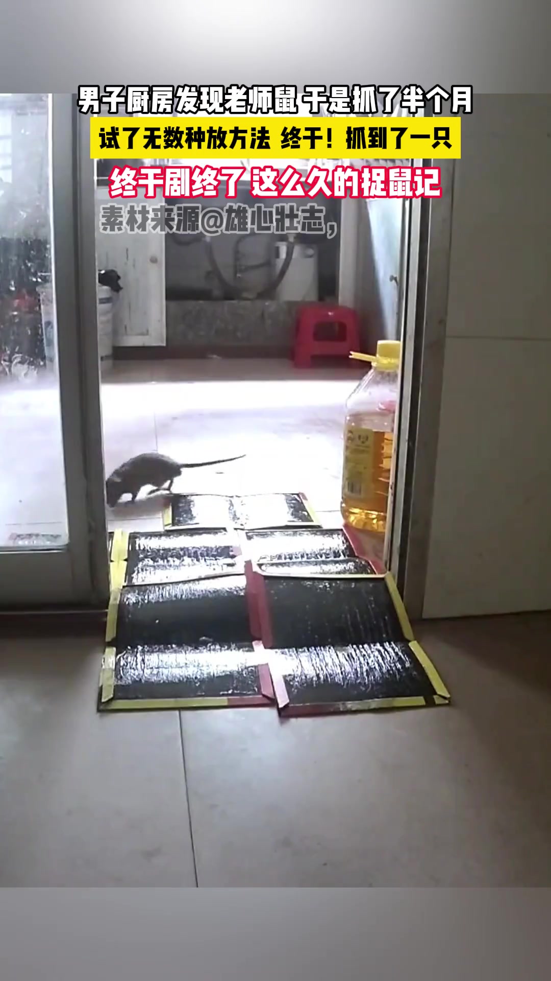 男子厨房发现老师鼠 于是抓了半个月最后终于…