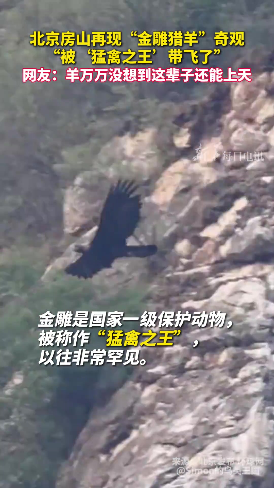 再现“金雕猎羊”奇观，“被‘猛禽之王’带飞了”