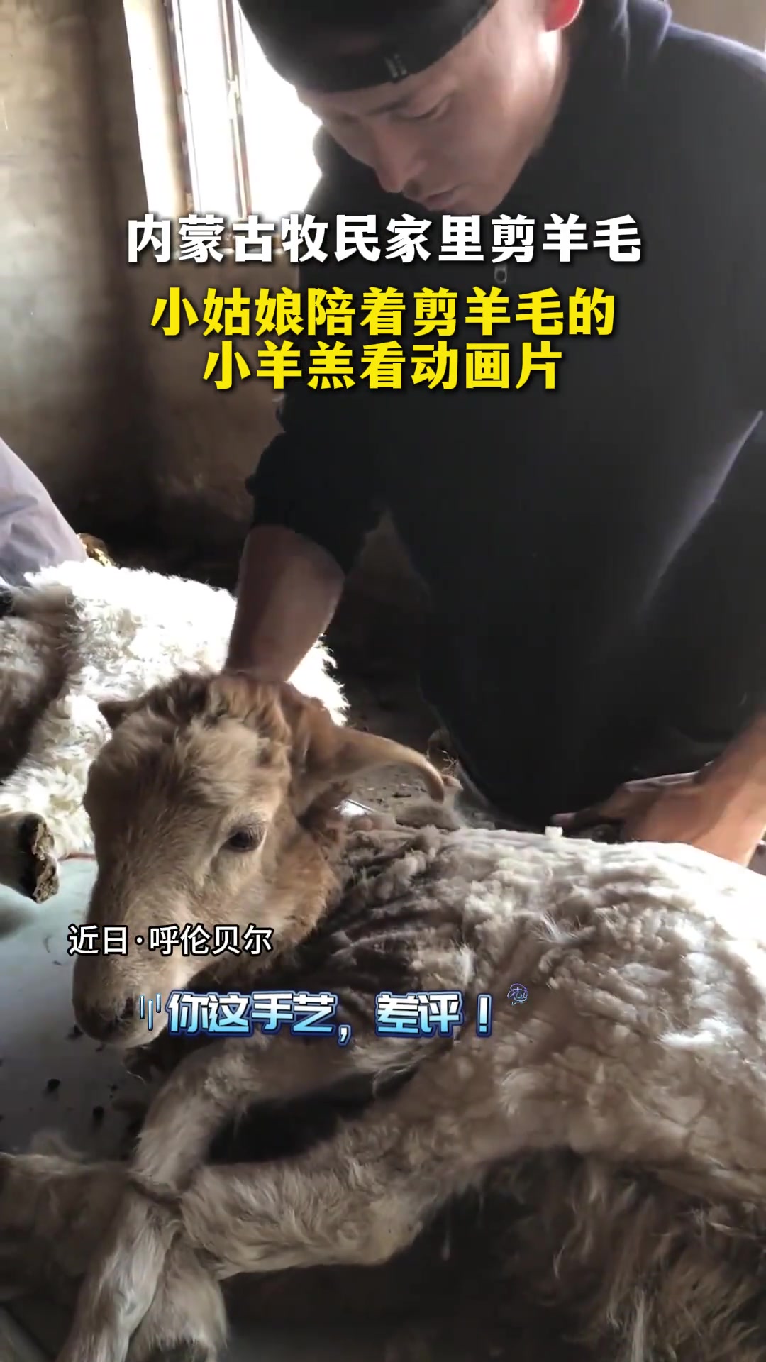 小姑娘陪着剪羊毛的小羊羔看动画片
