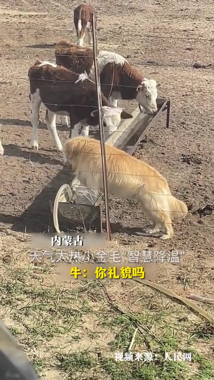 牛：你礼貌吗？