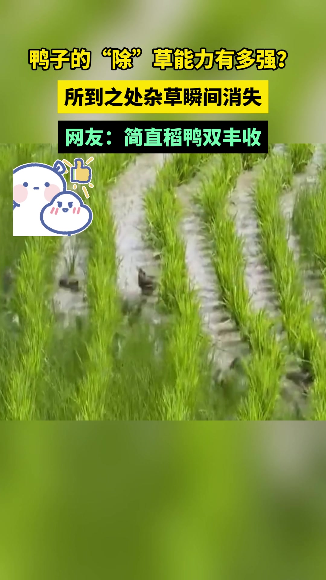 上千只鸭子悉数下水，所到之处杂草瞬间消失