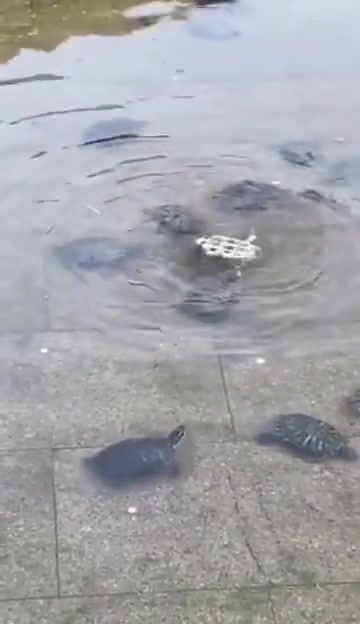 团结就是力量，给王八点个赞